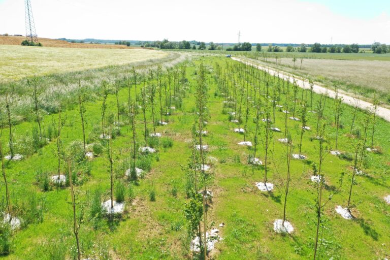 SUEZ Drambon plantation - Duc et Préneuf