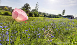 Université de Bourgogne
