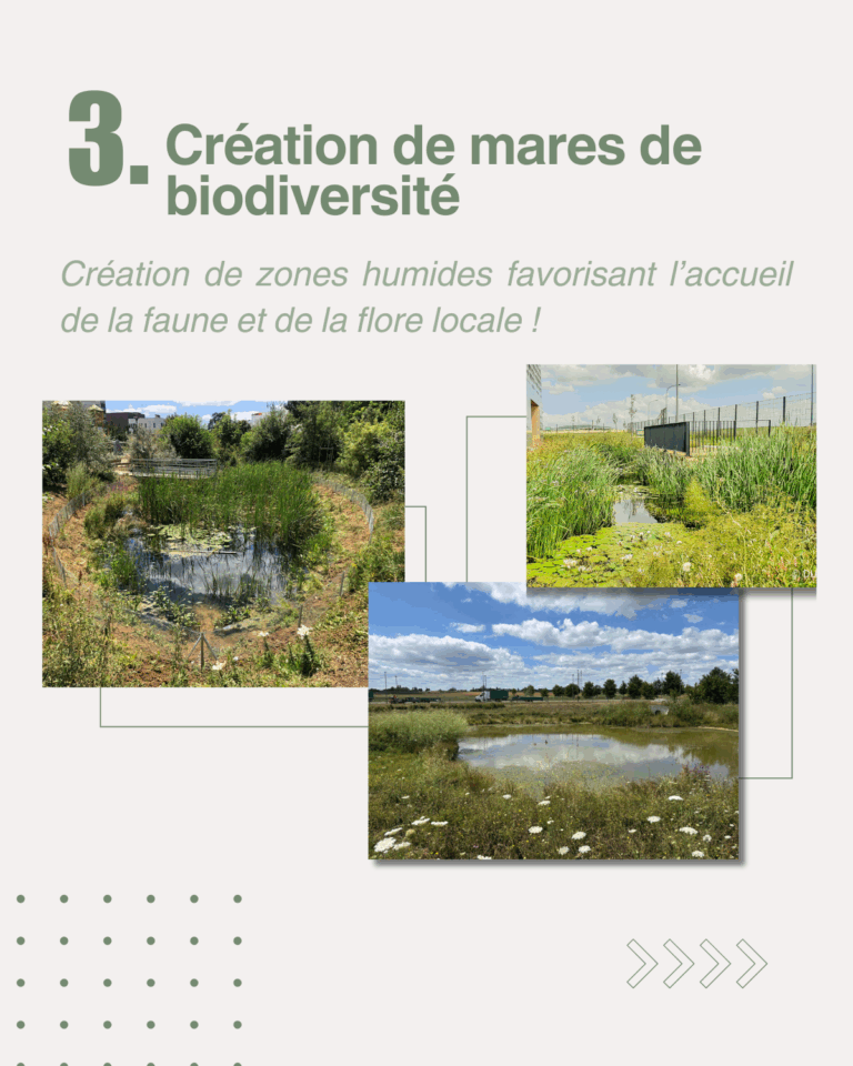 Création de mares de biodiversité